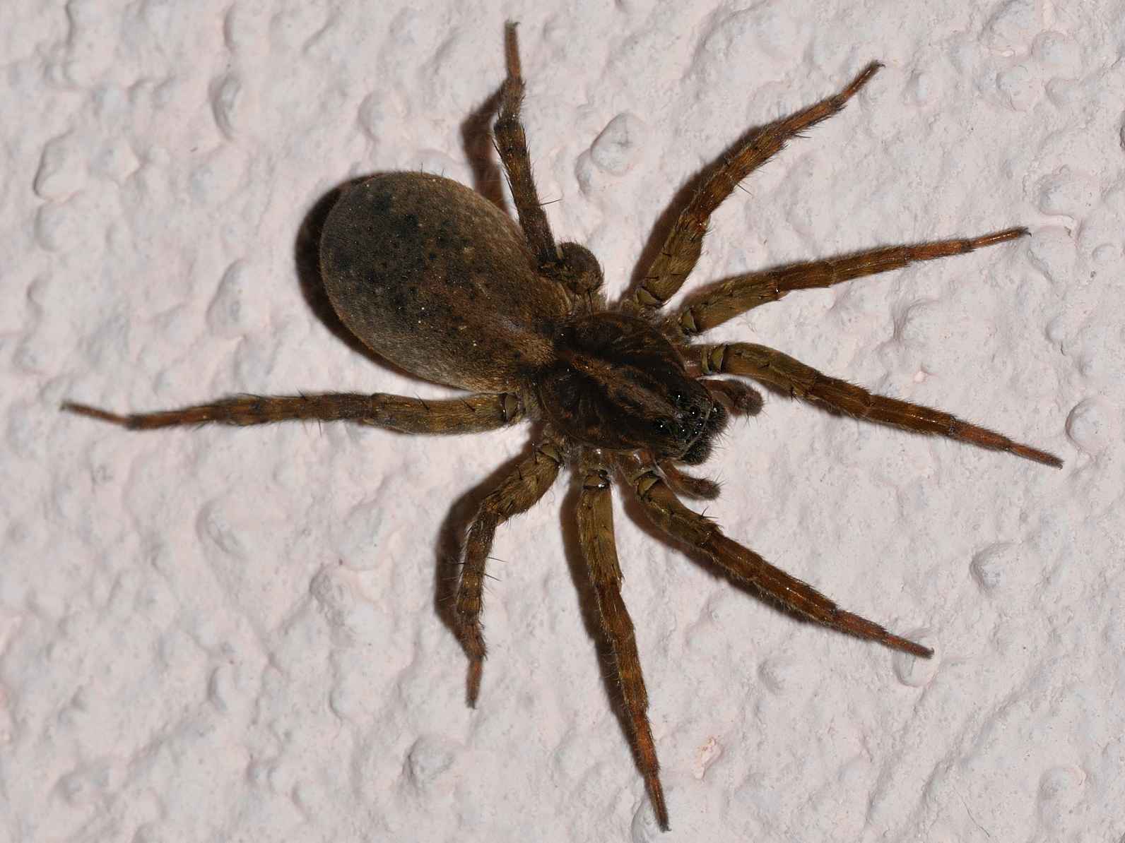 Trochosa sp.